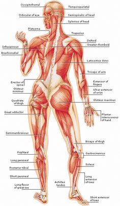 unlock your hip flexors humanampanimal anatomy and physiology Skelat Hip medical encyclopedia structure the body\u0027s muscles aviva massageinfographic hip anatomy, muscle